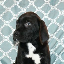 Ephraim - Black Catahoula Leopard Dog puppy in Potsdam, New York from Spot On Catahoula Leopard Dogs