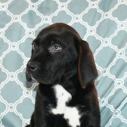 Ephraim - Black Catahoula Leopard Dog puppy in Potsdam, New York from Spot On Catahoula Leopard Dogs