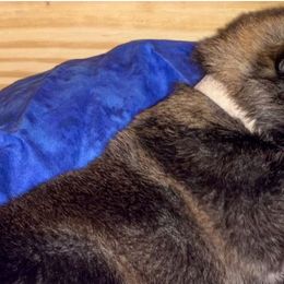 German Shepherds from CzechDDR