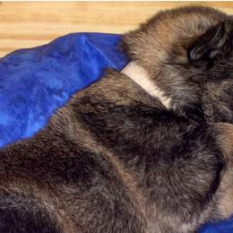 German Shepherds from CzechDDR