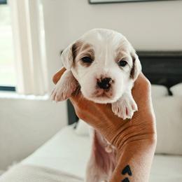 Mr. Whistle - Parti male Goldendoodle puppy in Punta Gorda, Florida from Transformation Acres Goldendoodle
