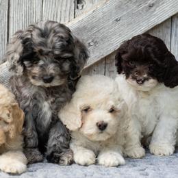 Cockapoo puppies from Sweet Home Doodles