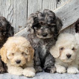 Cockapoo puppies from Sweet Home Doodles