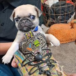 Dark Blue Boy - Fawn male Pug puppy in Elma, Washington from Kismet Kennels, Exclusively Pugs