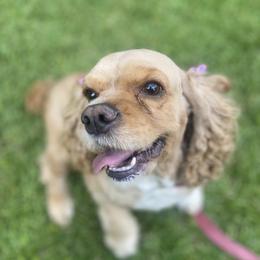 Cocker Spaniel All Grown Up from Trulove Cocker Spaniels