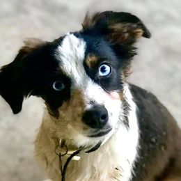 Australian Shepherds, Miniature Australian Shepherds, and Toy Australian Shepherds from Brushy Creek Aussies & Mini Aussies