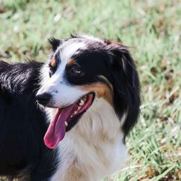 May - Australian Shepherd