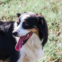May - Australian Shepherd