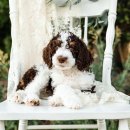Bearded Retriever, Bernedoodle, and Poodle Puppies from Doodle Belle Puppy