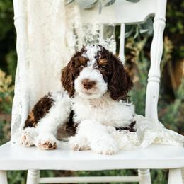 Bearded Retriever, Bernedoodle, and Poodle Puppies from Doodle Belle Puppy