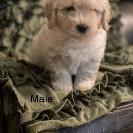 Goldendoodle Puppies from Doodle Paradise