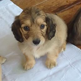 Dachshund Puppies from Meadow Ridge Dachshunds