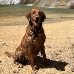 Golden Retrievers from Royal Red Retrievers