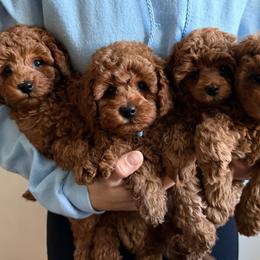 Poodles from Midwest Miniature Poodles