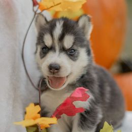 Siberian Husky Puppies from The Snow Dog Kennel