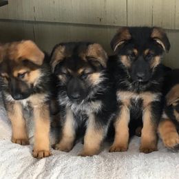 German Shepherd Puppies from Valley Shepherds LLC