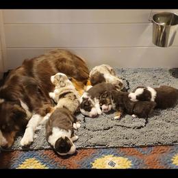 Miniature American Shepherd puppies from Flatrock's Mini American Shepherd's