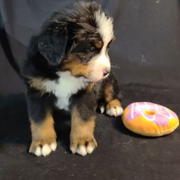 Purple - Tri-color male Bernese Mountain Dog puppy in Francisco, Indiana from Kate's Country Canines