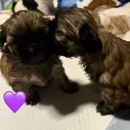 Scarlett - Red female Pekingese puppy in Calhan, Colorado from Millennium Falcon Kennels