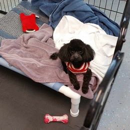 Poodles from Caloosa Kennels