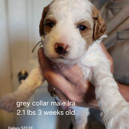 Grey collar Ira - Parti male Goldendoodle puppy in Fairmount, Indiana from Capens' Doodles,Poodles and Poo's