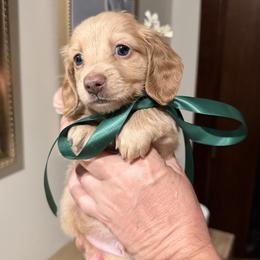 SNOOP ( ee Red, carries cream) - Red male Dachshund puppy in Ville Platte, Louisiana from Cajun Pawfection