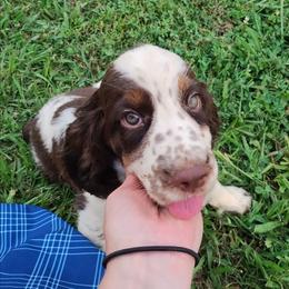 Larry - Liver white and tan male English Springer Spaniel puppy in Kingsport, Tennessee from Leandra's English Springer Spaniels