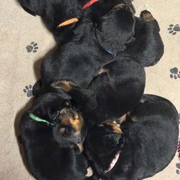 Boy1 - Black and mahogany male Rottweiler puppy in Bartonsville, Pennsylvania from Karol's Rottweilers