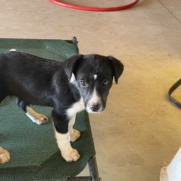 Purple collar - Border Collie puppy in Kenefic, Oklahoma from Woolly Farms