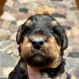 Girl 1 - Airedale Terrier puppy from Aim High Airedales & German Shorthaired Pointers
