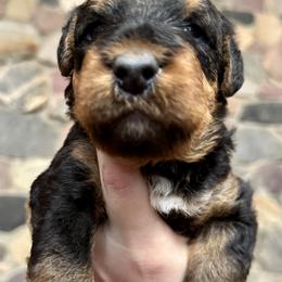 Girl 1 - Airedale Terrier puppy from Aim High Airedales & German Shorthaired Pointers