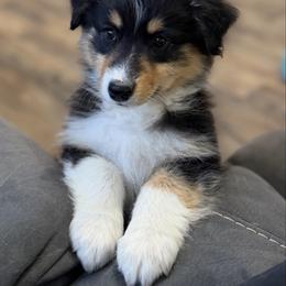 Nori - Black tri-color female Australian Shepherd puppy in Jonesborough, Tennessee from Lotus Australian Shepherds