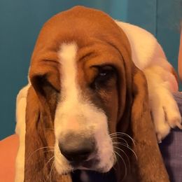 Upton - Mahogany and white Basset Hound puppy in Cleveland, Tennessee from Smokey Mtn Bassets