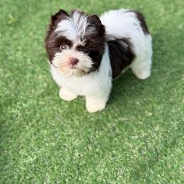 Milo - Chocolate, tan and white male Yorkshire Terrier puppy in Hardin, Texas from Katrinas puppies