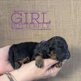 Butterfly - Phantom female Bernedoodle puppy in Cambridge, Minnesota from Country Meadow Doodles