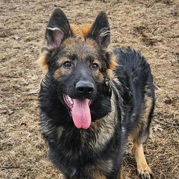 German Shepherd puppies from Sstar