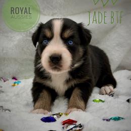 Jade - Black tri-color female Australian Shepherd puppy in Petersburg, Indiana from Royal Aussie’s