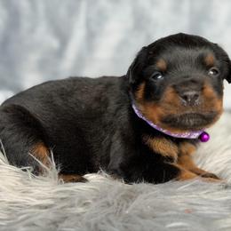 Purple Collar - Black and mahogany female Rottweiler puppy in Quinlan, Texas from Wright Way Retrievers