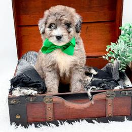 Freckles - Merle male Bernedoodle puppy in North Carolina from NC Doodle Puppies