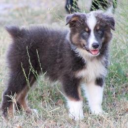 Light Blue - Dilute blue female Australian Shepherd puppy in Iola, Texas from MK Aussies