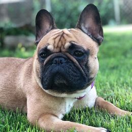French Bulldogs from AM FRENCHIES