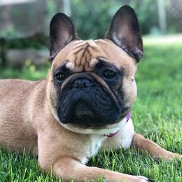 French Bulldogs from AM FRENCHIES