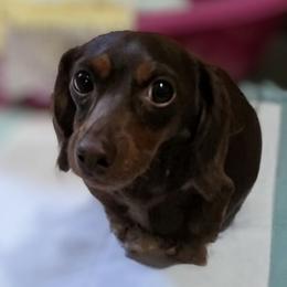 Rusti - Dachshund