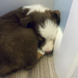 Australian Shepherd Puppies from Page Family Homestead