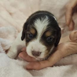 G2 - Black and tan female Dachshund puppy in Austin, Texas from Glorious Minis