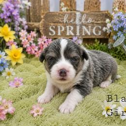 Hermine - Blue female Pembroke Welsh Corgi puppy in Charleroi, Pennsylvania from Twilight Hollow Corgis