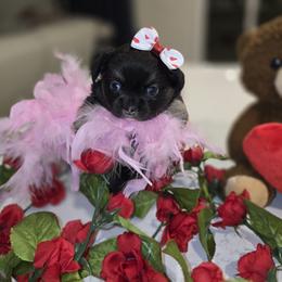 Chihuahua puppies from Cutie Pie Chihuahua's