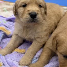 Girl 1 - Golden female Golden Retriever puppy in Spanaway, Washington from 11 Oaks Kennels
