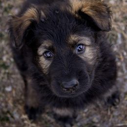 German Shepherd Puppies from Journey's German Shepherds (Kennel Vom Himmel)
