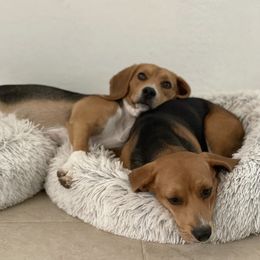 Beagles from Dior & Gunner's beagle adventure